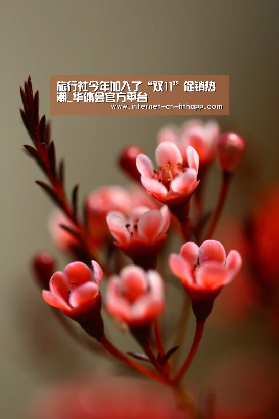 旅行社今年加入了“双11”促销热潮_华体会官方平台(图2) 华体会官网下载